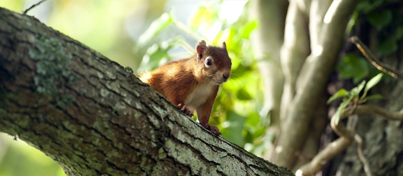 Mount Stewart – Red Squirrel Trail