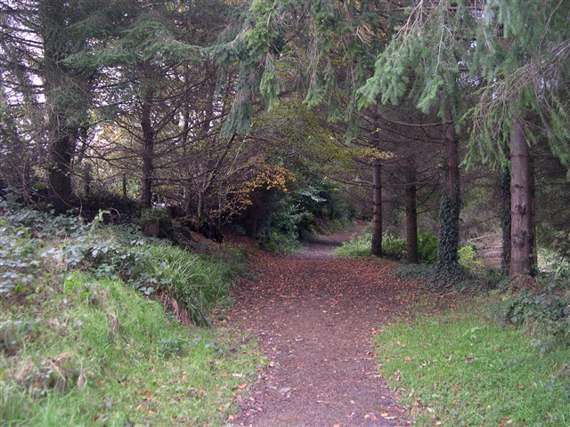 Ballymoyer Woodland