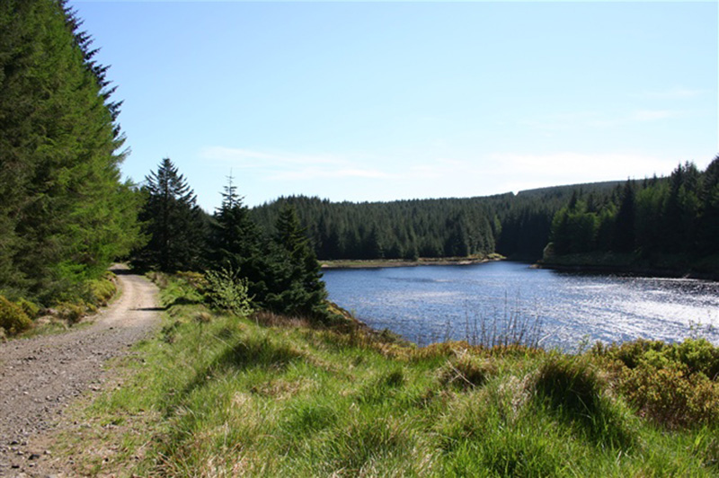Banagher Forest