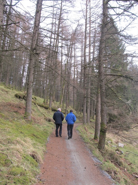 Davagh Forest