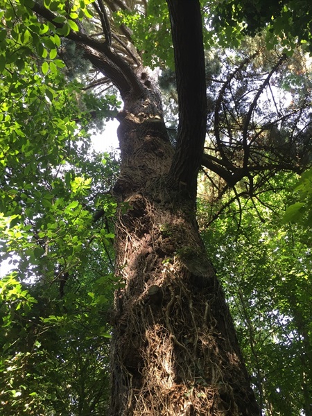 Kilbroney Tree Trail