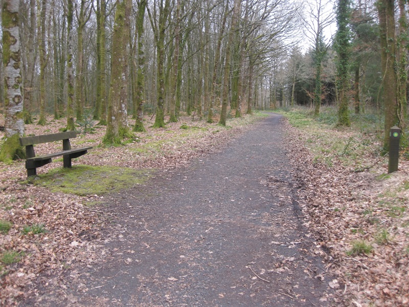 Derrynoyd Wood Trail