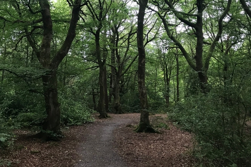 Carnagh Forest – Boundary Trail
